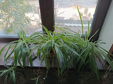 хлорофитумы: Хлорофитум кустовой (Chlorophytum comosum) В наличии 3 горшка. - — 1