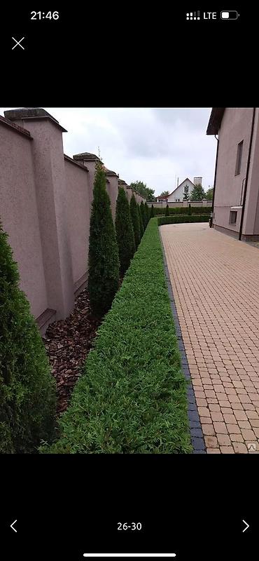 Дворники, садовники: 🌱Я Садовник Стрижка Живой изгородь,самшит,Туи,хвойные растения, Я — 26