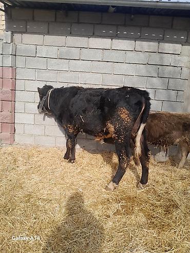 Коровы, быки: Продаю | Бык (самец) | Полукровка | На откорм — 18