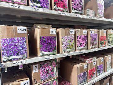 Садовые цветы и кустарники: Луковицы цветка: Лилейники — 10