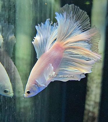 Рыбы: Уточняйте наличие. Шикарные самцы петушки! Цены разные. Рыбка — 5