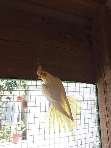 Tutuquşları: Korella 35 manattan bozlar sarilar 45-50 Azn qefesde var 15-20 Azn — 10