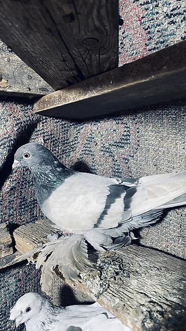 Продаю голубей одну пару и голубка одна игровые летают четко — 2