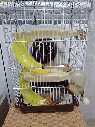 Hamster qəfəsi və aksesuarlar dəsti cunqarikdi ağolanı cütdülər bala