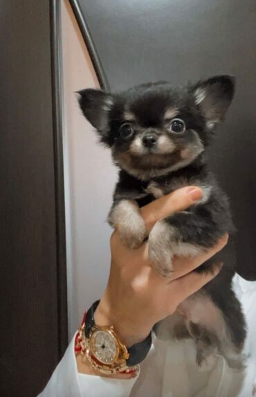 İtlər: Çixuahua, 2 ay, Erkek, Peyvəndli — 4