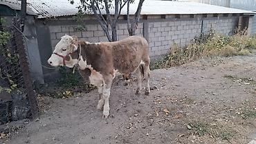 мал алам: Продаю | Бык (самец) — 9