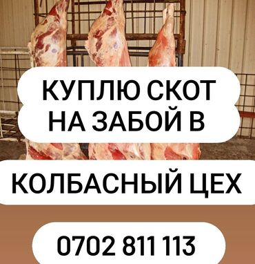лошадь купить цена: Сатып алам | Уйлар, букалар, Жылкылар, аттар