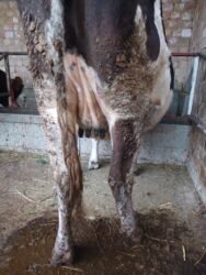 сколько длится беременность коровы: Продаю | Корова (самка) | Полукровка | Для молока | Стельные