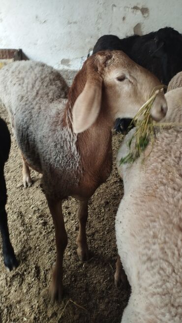 овцы каракол: Продаю | Овца (самка), Ягненок, Баран (самец)