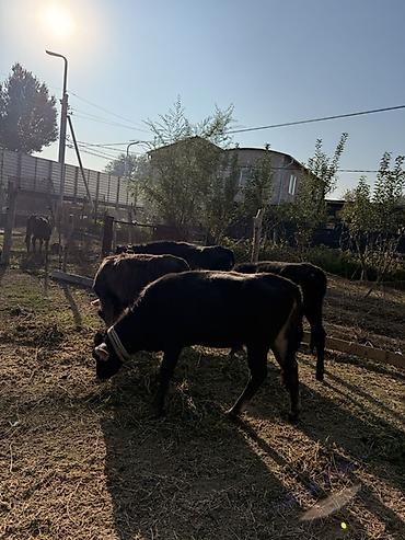 арпа урук бишкек: Сатам | Уй (ургаачы), Бука (эркек), Кунаажын | Бордоп семиртүү үчүн | Байланган — 7