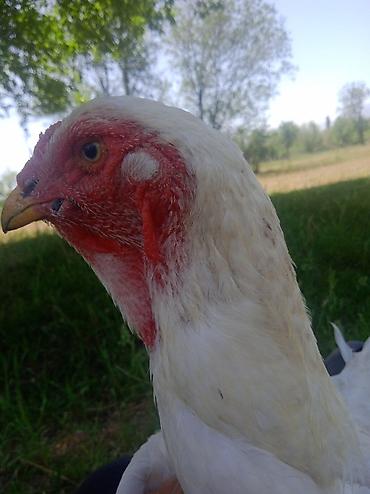 Птицы: Продаю Инкубационное яйцо Чисто кровных даканов разных пород: Китаец — 4