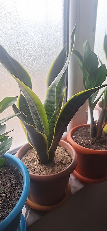roza: Sansevieria (Qılınc gülü) Qiymet 8,10 manat — 1