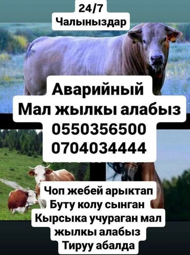 домик для кот: Сатып алам | Уйлар, букалар, Жылкылар, аттар, Кочкорлор, койлор | Күнү-түнү, Бардык шартта, Союлган