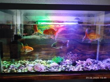 аквариум для рыбы: Продаю Аквариум 27 литр со всеми приборами в хорошем состоянии +
