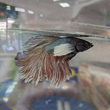 Balıqlar: Betta (Petuşok balığı), Yırtıcı, Ünvandan götürmə