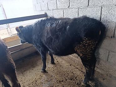 Коровы, быки: Продаю | Бык (самец) | Герефорд | На откорм | Привязанные — 24