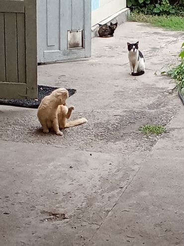 кот мейнкун: Отдам срочно,котов, связи выездом.бесплатно