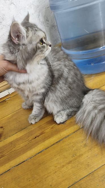 pişik şekli: Şinşilla, Dişi, Yaxşı əllərə, Ödənişli çatdırılma — 3