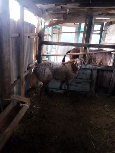 овцы гиссары: Продаю | Баран (самец) | Гиссарская | Для разведения