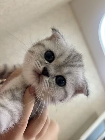 Pişiklər: Şotland, Erkək, Dişi, Ünvandan götürmə -da lalafo.az — 15 Pişiklər: Şotland, Erkək, Dişi, Ünvandan götürmə — 15