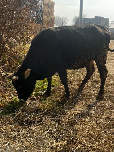 Коровы, быки: Продаю | Корова (самка) | Для молока | Привязанные — 11