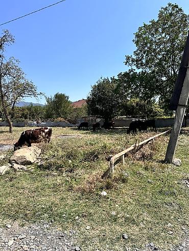 kənd: 10 sot, Tikinti, Kupça (Çıxarış) — 2
