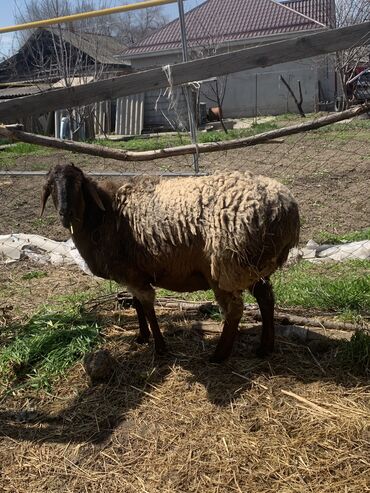 курдючные бараны: Продаю | Овца (самка) | На забой, Для разведения, Для шерсти