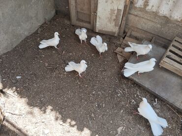 Amadinlər: Salam bele goyercinler axtariram kimde satdiq varsa elaqe saxlasin