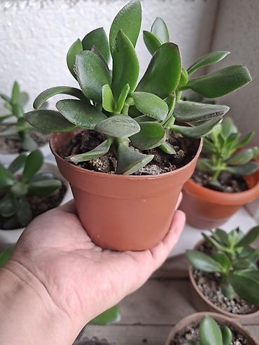 pilastik qapi: Succulent – Pul bitkisi (Crassula ovata) fidanları - Növ: Crassula — 2