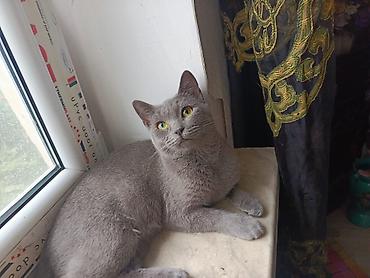 qara pisik satisi: Britan — 1