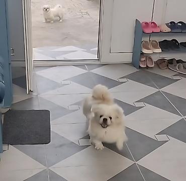 İtlər: Pekines, 1 il, Erkek, Cütləşmə üçün — 9