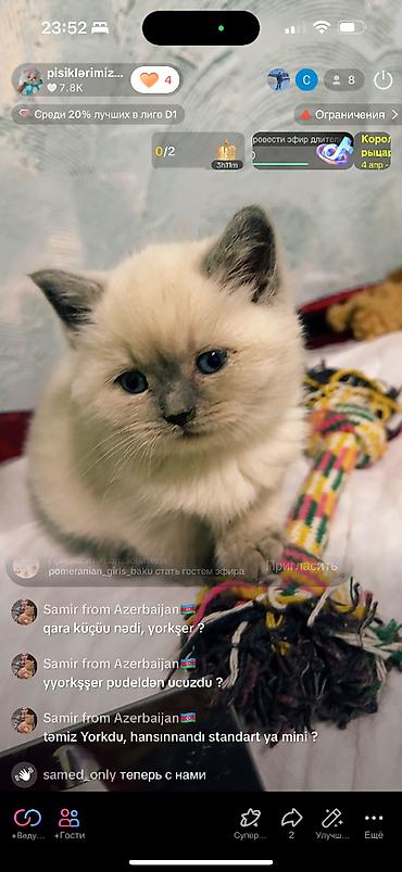 Pişiklər: Şinşilla, Erkək — 8