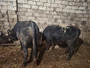 Inəklər, öküzlər: Heyvanlar satılır - Növ: iribuynuzlu mal-qara - Şəkillərdə iki baş — 6