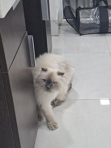 Pişiklər: Birtaniya pişiyi - dişi. pasportu var — 4