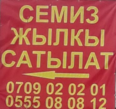 С/х животные: Семиз жылкы сатылат союп бышырып беребиз на lalafo.kg Семиз жылкы сатылат союп бышырып беребиз в Лебединовка