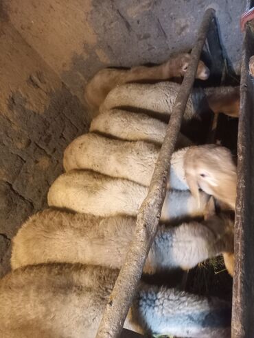стрижка овец сокулук: Продаю | Баран (самец) | На забой