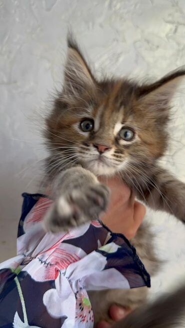 шотландский вислоухий кот купить: Готова к переезду очень шикарная крупная девочка Мейин Кун чисто