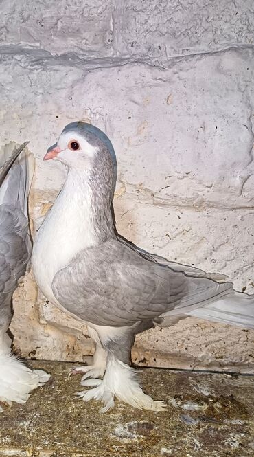 quş yuvaları: Delfin maya satilir ve ya qara reng delfinle barter olunur - Növ
