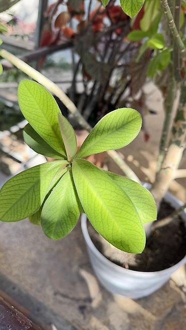 Пальмы: Крупное комнатное растение в горшке — пахиподиум (Pachypodium lamerei — 2