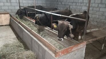 Другие животные: Продаю бычки 1,5 годавалые 5 месяц откорме стояли 17 голов круг 105