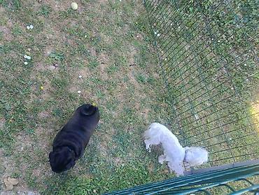 Oprema za kućne ljubimce: "Fito pansion – Briga o vašem psu dok ste Vi odsutni Pansion za pse — 7