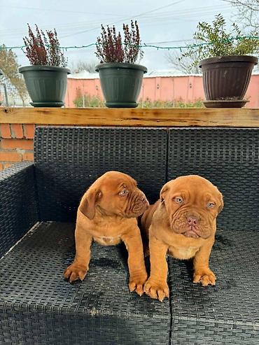 Psi: Na prodaju štenci bordoške doge. Štenci su vrlo kvalitetni i zdravi — 4