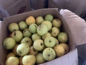 продаю курицу: Яблоки Превосходное, В розницу — 3