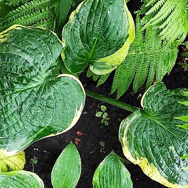 Гортензия: Садовые многолетники — 10