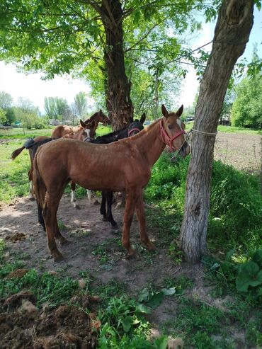 продажа лошадей в киргизии: Продаю |