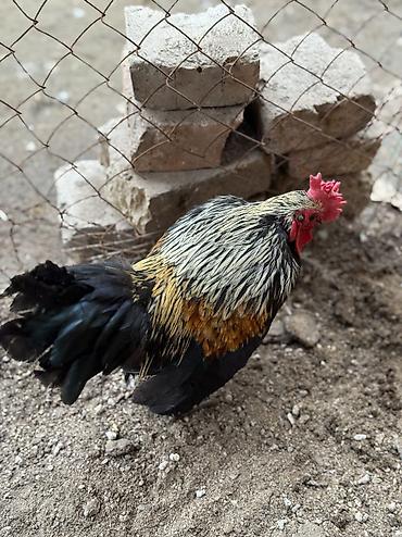 Куры, петухи: Продаю | Петух, Куры | Для разведения — 6