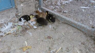 одежда для собак в баку: Ördəklər