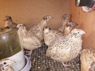 продаю дойных коров: Продаю | Куры | Домашняя | Несушки, Для разведения