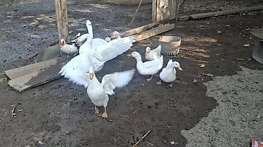 ördək lal: Satılır: ağ pekin ördəkləri (ferma və ev təsərrüfatı üçün, kəsim — 2