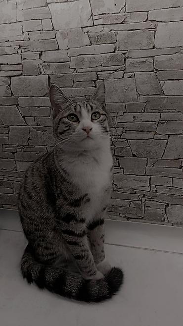 возьму щенка: Отдаём в добрые руки кошку. Ей один год, к лотку приучена. Кушает — 6
